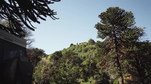 Τοπίο Στο Ηφαίστειο Lanin Πυκνό Δάσος Araucaria Στην Παραμεθόρια Περιοχή — Αρχείο Βίντεο