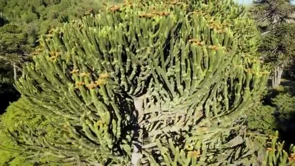Arjantin Şili Arasındaki Sınır Bölgesinde Lanin Volkanı Yakınlarında Kalın Sivri — Stok video