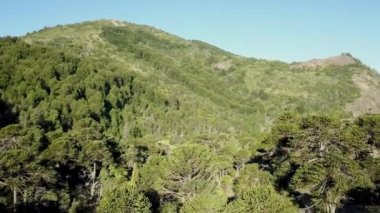 Arjantin ile Şili arasındaki sınır bölgesinde, Lago Alumine 'deki Batea Mahuida yanardağındaki Araucaria ormanının hava manzarası..