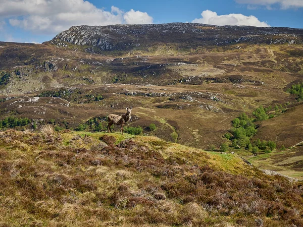Reh Hirsch Steht Der Rauen Landschaft Des Schottischen Hochlandes Großbritannien — Stockfoto