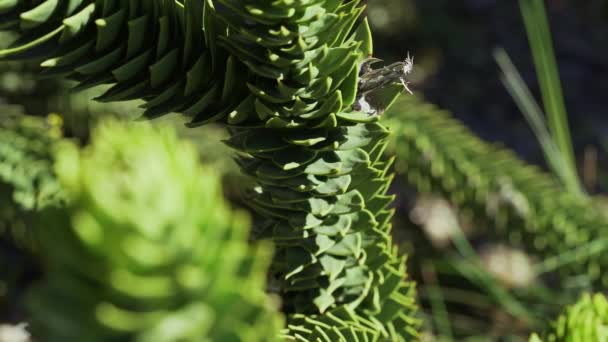 靠近阿根廷和智利边境地区的拉宁火山 长有茂密锐尖针头的杜鹃树枝 也有常绿针叶树或猴尾树的细部 — 图库视频影像