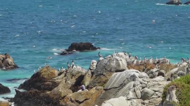 Aves Marinas Como Buceo Cormoranes Para Peces Costa Rocosa Del — Vídeo de stock