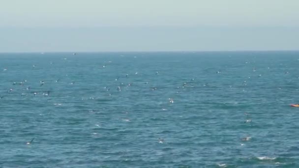 Havsfåglar Som Skarv Dykning Efter Fisk Den Klippiga Kusten Stilla — Stockvideo