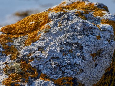 Güneşli bir günde İskoçya 'nın dağlık bölgelerindeki bir nehirde kayaların üzerinde büyüyen portakal ve beyaz liken..