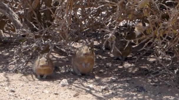かわいいデガス 10月 南米に生息するげっ歯類 チリのアタカマ砂漠の乾燥した風景の中にある彼らのデンに座っているDeguのグループチンチラの聖域 — ストック動画