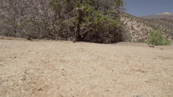 可爱的小德格斯 啮齿类动物原产于南美洲 Degu团体坐在智利阿塔卡马沙漠干旱地带的洞穴中 位于Chinchilla保护区 — 图库视频影像