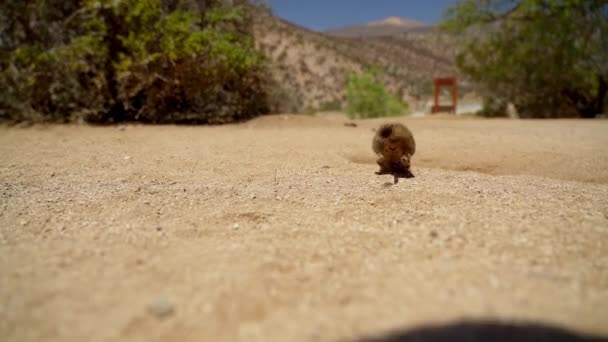 可爱的小德格斯 啮齿类动物原产于南美洲 Degu团体坐在智利阿塔卡马沙漠干旱地带的洞穴中 位于Chinchilla保护区 — 图库视频影像