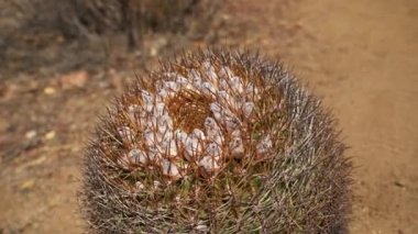 Şili 'deki Atacama Çölü' nün kuru ve kurak bölgesinde büyüyen kaktüs..