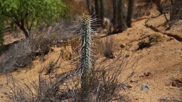 Cactus Growing Dry Arid Region Atacama Desert Chile — Stock Video