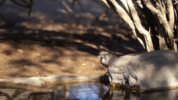 Małe Ptaszki Skaczące Wokół Wodopoju Ich Naturalnym Środowisku Pustyni Atacama — Wideo stockowe
