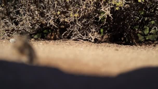 Söt Liten Degus Octodon Gnagare Från Sydamerika Grupper Degu Sitter — Stockvideo