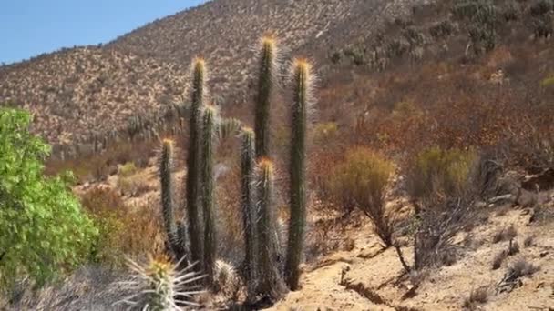 Cactus Creciendo Región Árida Seca Del Desierto Atacama Chile — Vídeo de stock