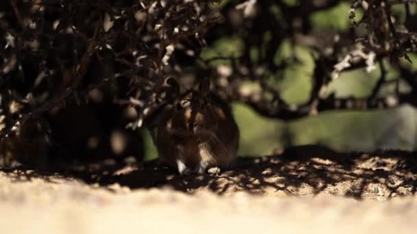 Niedlichen Kleinen Degus Octodon Nagetiere Aus Südamerika Gruppe Von Degu — Stockvideo