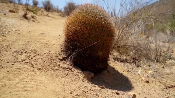 智利阿塔卡马沙漠干旱地区种植的仙人掌 — 图库视频影像