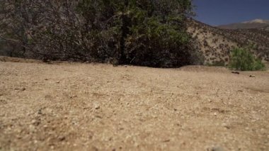 Küçük sevimli Degus, Octodon, Güney Amerika 'ya özgü kemirgenler. Bir grup Degu, Şili 'deki Atakama Çölü' nün kurak manzarasında, Çinçilla Sığınağı 'nda oturuyorlar..