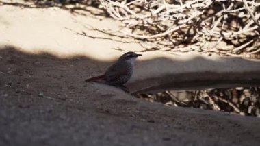 Şili 'deki Atacama Çölü' ndeki doğal ortamlarında su birikintisinde zıplayan ötücü kuşların yavaş çekimleri..
