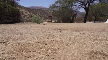 Küçük sevimli Degus, Octodon, Güney Amerika 'ya özgü kemirgenler. Bir grup Degu, Şili 'deki Atakama Çölü' nün kurak manzarasında, Çinçilla Sığınağı 'nda oturuyorlar..