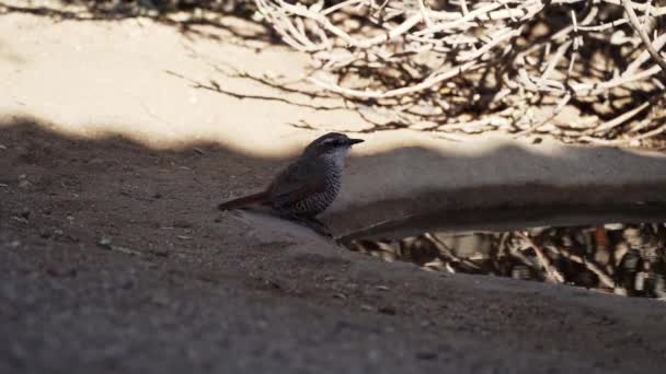 Zeitlupe Kleiner Singvögel Die Ein Wasserloch Ihrem Natürlichen Lebensraum Der — Stockvideo