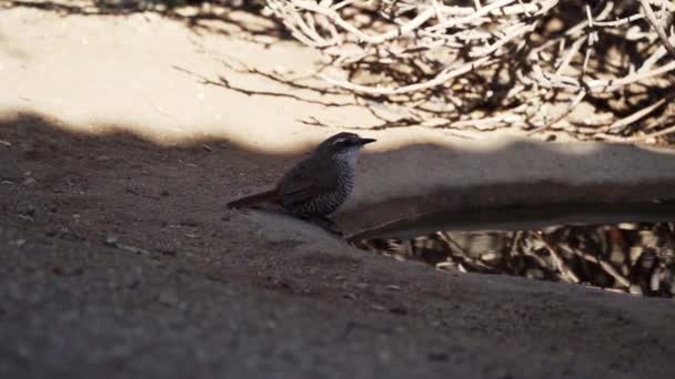 Замедленное Движение Маленьких Певчих Птиц Прыгающих Вокруг Водопоя Естественной Среде — стоковое видео