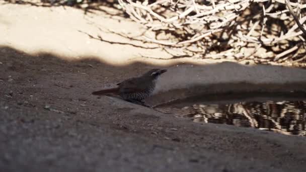 チリのアタカマ砂漠の自然生息地の水飲み場を飛び回る小鳥の動きが遅い — ストック動画