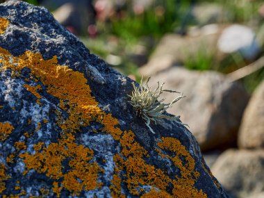 Güneşli bir günde İskoçya 'nın dağlık bölgelerindeki bir nehirde kayaların üzerinde büyüyen portakal ve beyaz liken..
