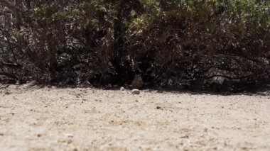 Küçük sevimli Degus, Octodon, Güney Amerika 'ya özgü kemirgenler. Bir grup Degu, Şili 'deki Atakama Çölü' nün kurak manzarasında, Çinçilla Sığınağı 'nda oturuyorlar..