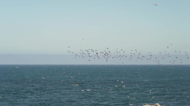 Langzame Beweging Van Zeevogels Zoals Aalscholvers Die Vissen Zoeken Aan — Stockvideo