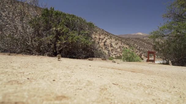 かわいいデガス10月の遅い動き南アメリカ原産のげっ歯類 チリのアタカマ砂漠の乾燥した風景の中にある彼らのデンに座っているDeguのグループチンチラの聖域 — ストック動画