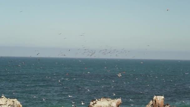 Movimiento Lento Aves Marinas Como Buceo Cormoranes Para Peces Costa — Vídeo de stock