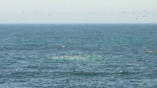 Câmera Lenta Aves Marinhas Como Mergulho Corvos Marinhos Para Peixes — Vídeo de Stock