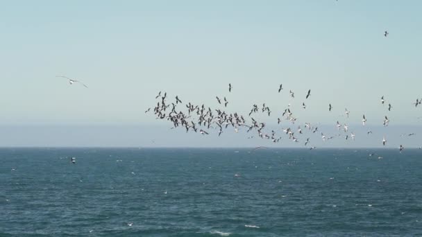 Zeitlupe Von Seevögeln Wie Kormoranen Beim Tauchen Nach Fischen Der — Stockvideo
