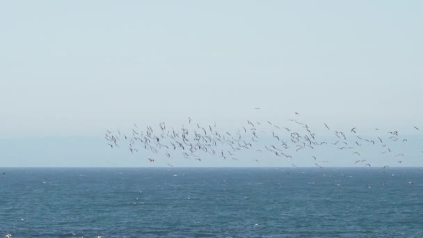 Movimiento Lento Aves Marinas Como Buceo Cormoranes Para Peces Costa — Vídeo de stock