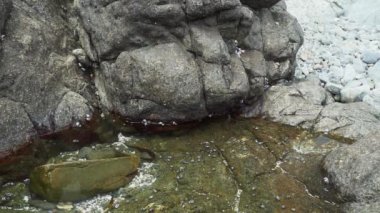 Şili, Güney Amerika 'da Pasifik Okyanusu' nun kıyılarında küçük bir gelgit havuzunda deniz yaşamı.