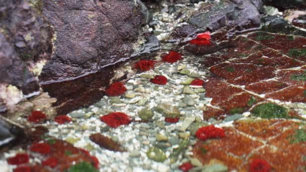 Θαλάσσια Ζωή Μια Μικρή Παλιρροιακή Πισίνα Στις Ακτές Του Ειρηνικού — Αρχείο Βίντεο