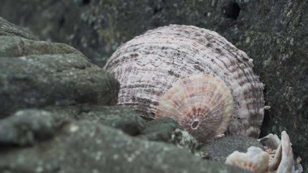 海贝壳躺在太平洋沿岸的卵石沙滩上 — 图库视频影像