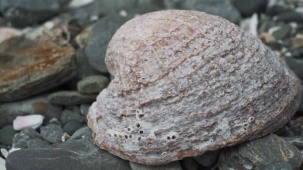 海贝壳躺在太平洋沿岸的卵石沙滩上 — 图库视频影像