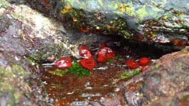 Şili, Güney Amerika 'da Pasifik Okyanusu' nun kıyılarında küçük bir gelgit havuzunda deniz yaşamı.
