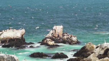 Şili 'deki Pasifik Okyanusu' nun kayalık kıyı şeridinde karabatak yapan karabataklar gibi deniz kuşları yavaş hareket ediyor..