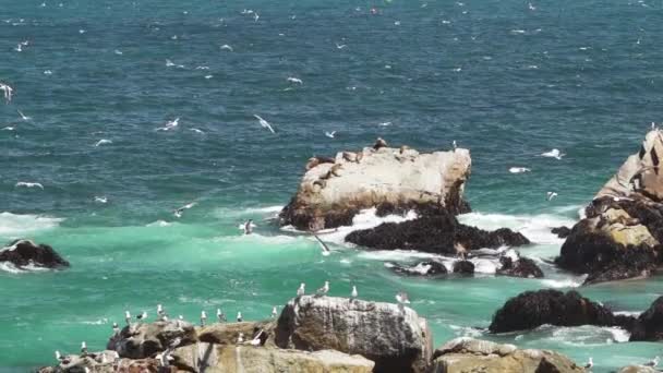 チリの太平洋の岩場の海岸線での魚のための鵜ダイビングのような海の鳥の遅い動き — ストック動画