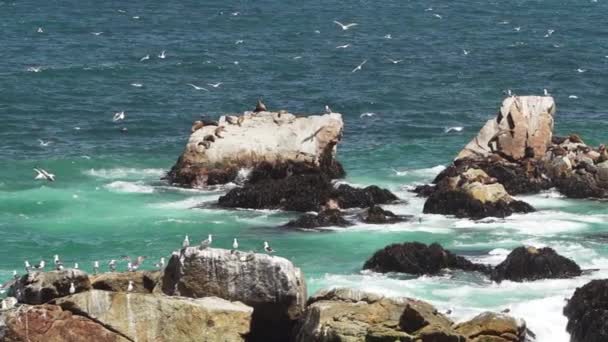 Lent Mouvement Des Oiseaux Mer Comme Plongée Des Cormorans Pour — Video