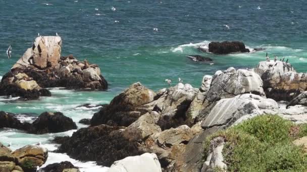 Slow Motion Sea Birds Cormorant Diving Fish Rocky Coastline Pacific — Stock Video