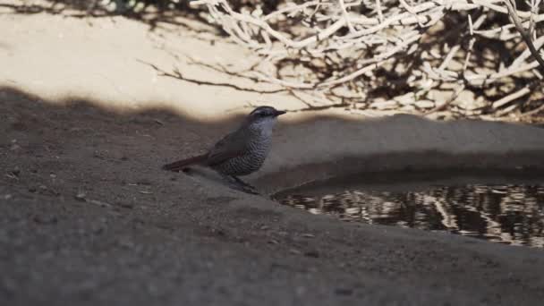 智利阿塔卡马沙漠中的小鸣禽在它们自然栖息地的水坑周围跳跃的缓慢运动 — 图库视频影像