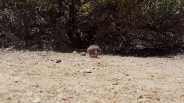 Küçük sevimli Degus, Octodon, Güney Amerika 'ya özgü kemirgenler. Bir grup Degu, Şili 'deki Atakama Çölü' nün kurak manzarasında, Çinçilla Sığınağı 'nda oturuyorlar..