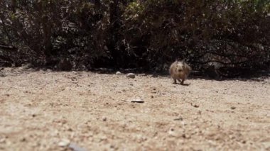 Küçük sevimli Degus, Octodon, Güney Amerika 'ya özgü kemirgenler. Bir grup Degu, Şili 'deki Atakama Çölü' nün kurak manzarasında, Çinçilla Sığınağı 'nda oturuyorlar..