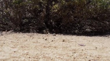 Küçük sevimli Degus, Octodon, Güney Amerika 'ya özgü kemirgenler. Bir grup Degu, Şili 'deki Atakama Çölü' nün kurak manzarasında, Çinçilla Sığınağı 'nda oturuyorlar..