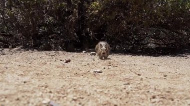 Küçük sevimli Degus, Octodon, Güney Amerika 'ya özgü kemirgenler. Bir grup Degu, Şili 'deki Atakama Çölü' nün kurak manzarasında, Çinçilla Sığınağı 'nda oturuyorlar..