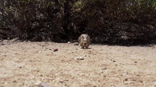 Slow Motion Cute Little Degus Octodon Rodents Native South America — Stock Video