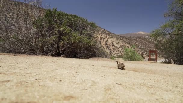 かわいいデガス10月の遅い動き南アメリカ原産のげっ歯類 チリのアタカマ砂漠の乾燥した風景の中にある彼らのデンに座っているDeguのグループチンチラの聖域 — ストック動画