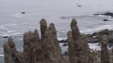 Güney Amerika, Şili 'de Pasifik Okyanusu kıyısı boyunca geleneksel ahşap balıkçı teknelerinde yosun ya da deniz yosunu hasat eden balıkçılar..