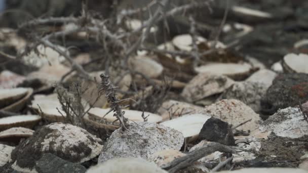Muschel Liegt Auf Einem Kiesstrand Der Küste Des Pazifischen Ozeans — Stockvideo